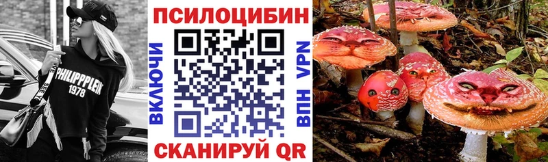 Купить где  Устюжна  Псилоцибиновые грибы Psilocybe 